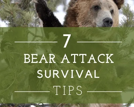 1-Bear-Attack-Survival.webp