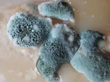 Mold.webp