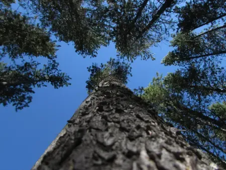 forest2.webp