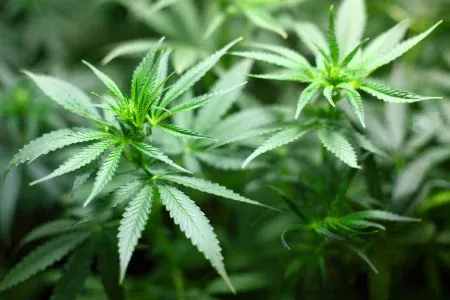 marijuana-plant.webp
