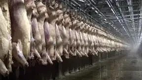 slaughterhouse.webp